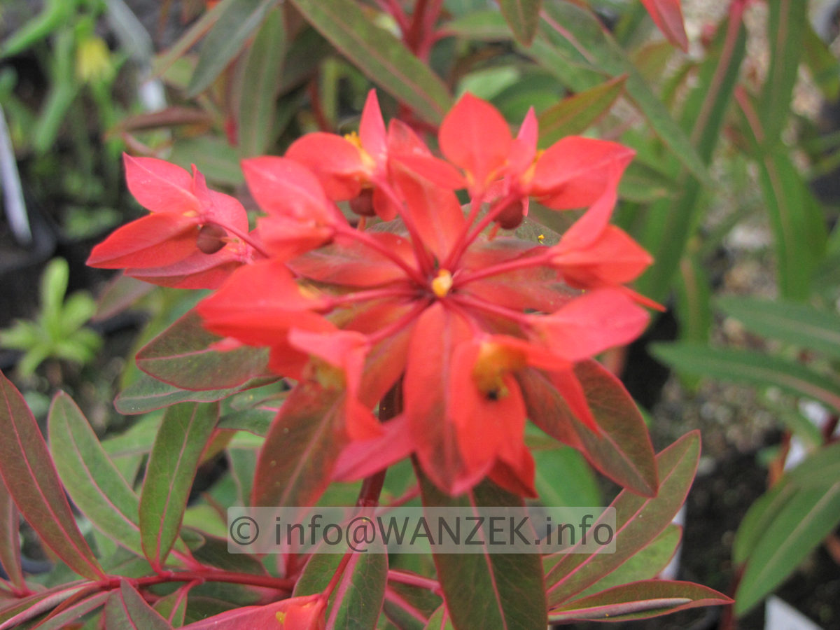 Euphorbia griffithii Fireglow - Bluetenmacro.JPG